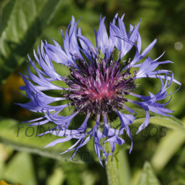 Cornflower