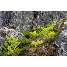 Ferns in Norway