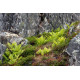 Ferns in Norway
