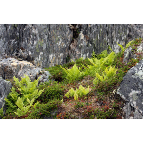 Ferns in Norway