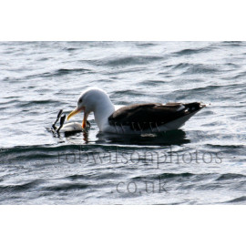 Great Black Backed Gull With Guillimot chick