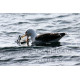 Great Black Backed Gull With Guillimot chick