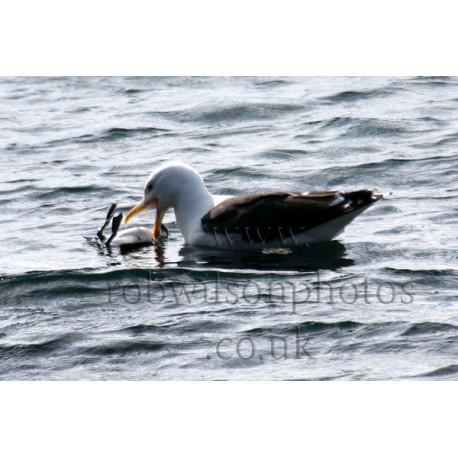 Great Black Backed Gull With Guillimot chick