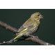 Greenfinch Female eating