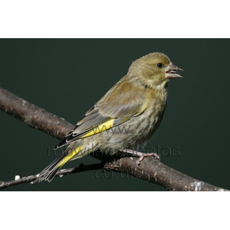 Greenfinch Female eating