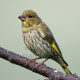 Greenfinch Immature