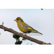 Greenfinch In A Tree