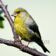 Greenfinch Male