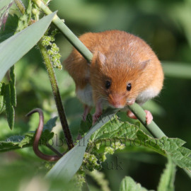 Harvest Mouse Titchwell