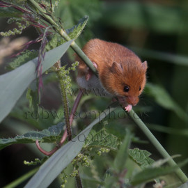 Harvest Mouse Female