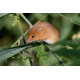 Harvest Mouse in reed bed