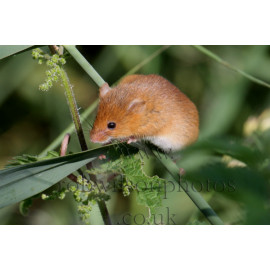 Harvest Mouse in reed bed