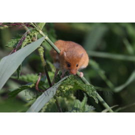 Harvest Mouse, pregnant