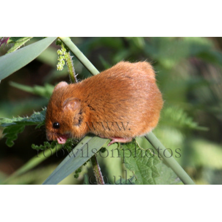 Harvest Mouse, washing