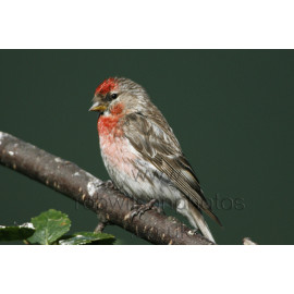 Lesser Redpoll Adult
