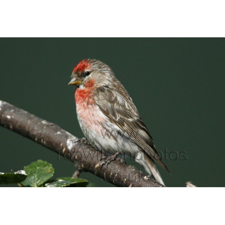 Lesser Redpoll Adult