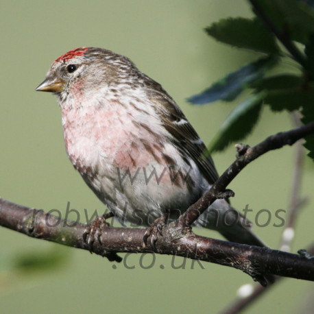 Lesser Redpoll Female