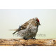 Lesser Redpoll