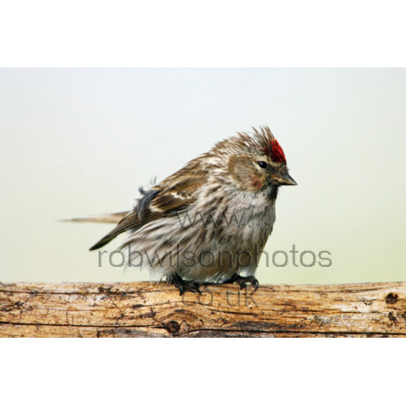 Lesser Redpoll