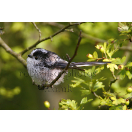 Long Tailed Tit on a branch