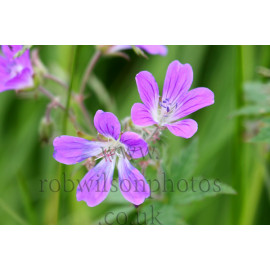 Meadow Cranesbill