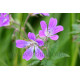 Meadow Cranesbill