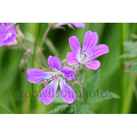Meadow Cranesbill