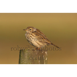 Meadow Pipit Juvenile