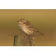 Meadow Pipit Juvenile