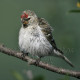 Mealy Redpoll