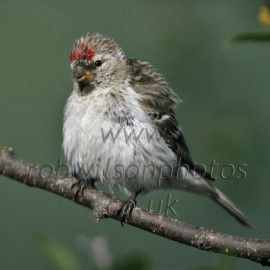 Mealy Redpoll