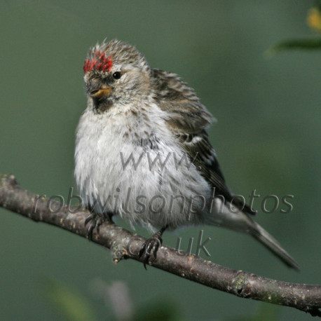 Mealy Redpoll