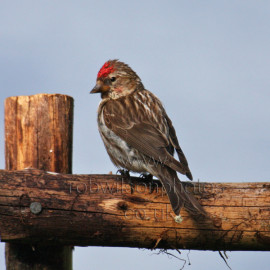 Mealy Redpoll Adult