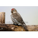 Mealy Redpoll on a fence