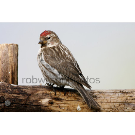 Mealy Redpoll on a fence
