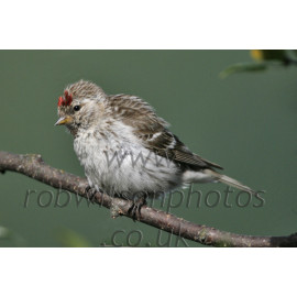 Mealy Redpoll on a branch