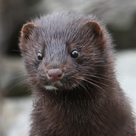Mink