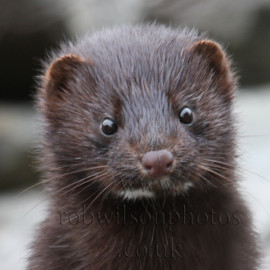 Mink Head