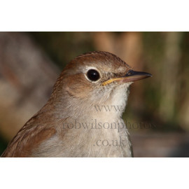 Nightingale Head