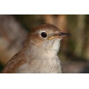 Nightingale Head