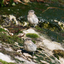 Northern Wheatear Juvenile