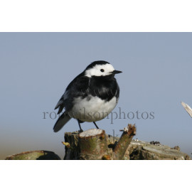 Pied Wagtail Male