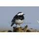 Pied Wagtail Male