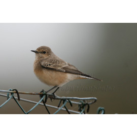 Pied Wheatear on a fence
