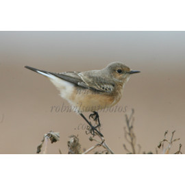 Pied Wheatear Shingle Street
