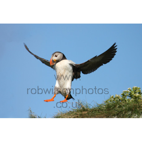 Puffin Landing