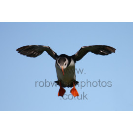 Puffin Flying
