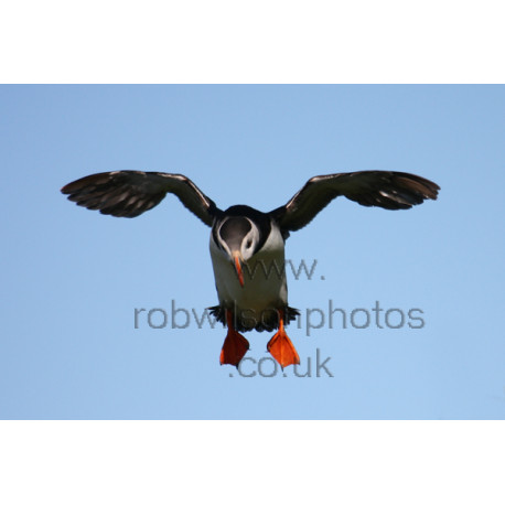 Puffin Flying