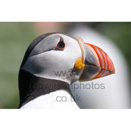 Puffin Head
