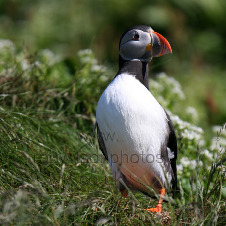 Puffin in the Sun
